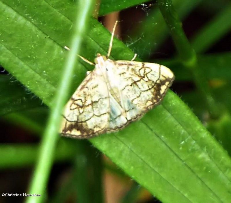 Purple-backed cabbageworm  moth (Evergestis pallidata), #4897