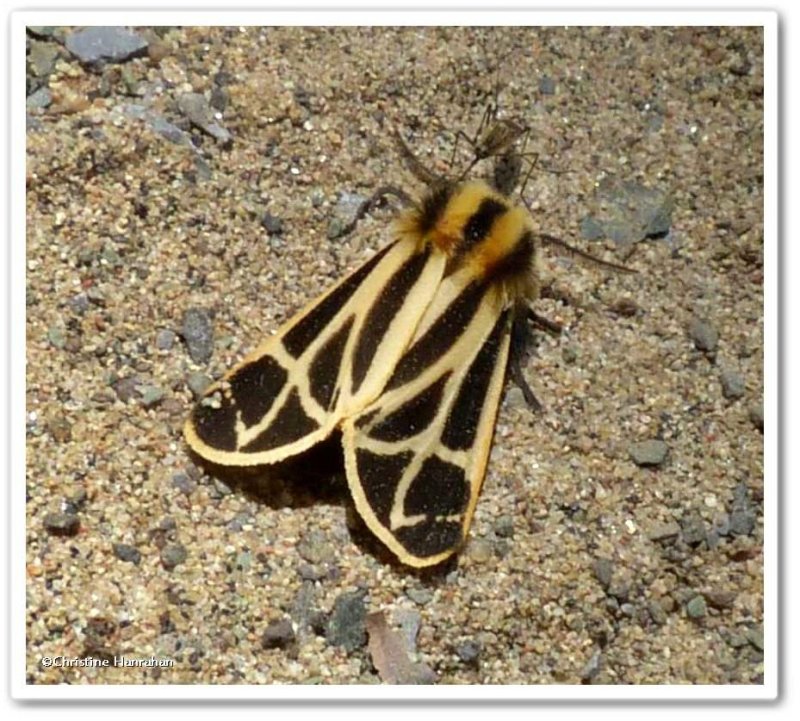 Nais tiger moth (Apantesis nais), #8171