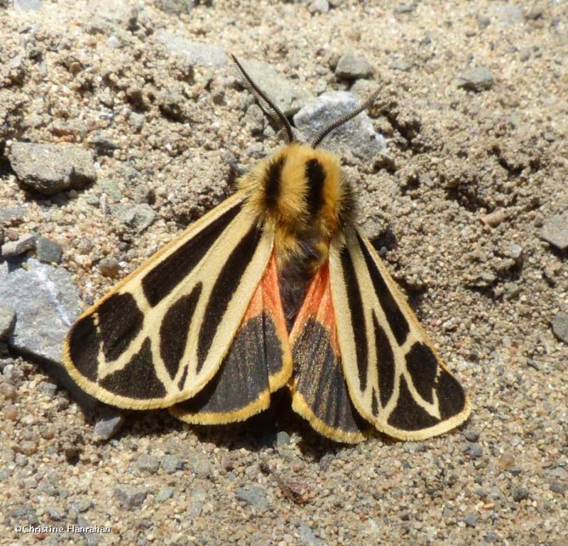 Nais tiger moth (Apantesis nais), #8171