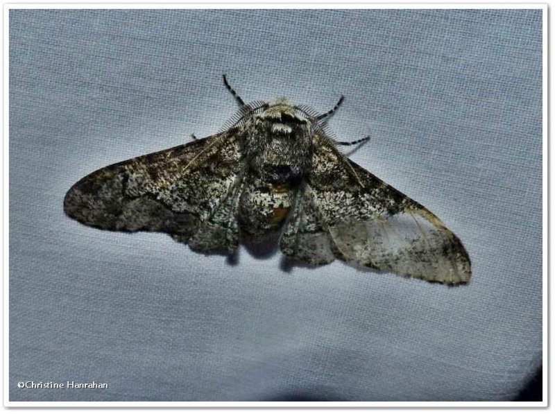 Pepper-and-salt geometer moth, male (Biston betularia), #6640