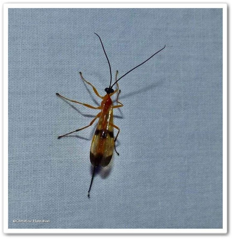 Ichneumonid wasp  (Acrotaphus wiltii) 