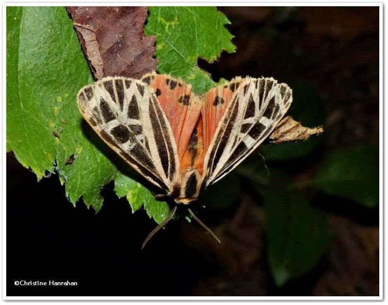 Parthenice tiger moth  (Apantesis parthenice), #8196