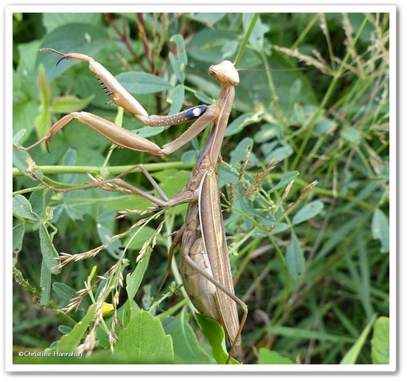 Praying mantis, female   (Mantis religiosa)