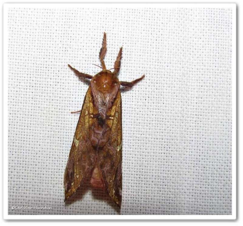 Gold-spotted ghost moth ( Sthenopis auratus), #0022