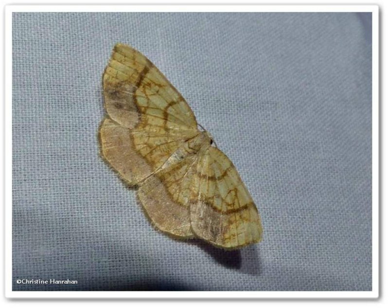 Horned spanworm moth(Nematocampa resistaria), #7010