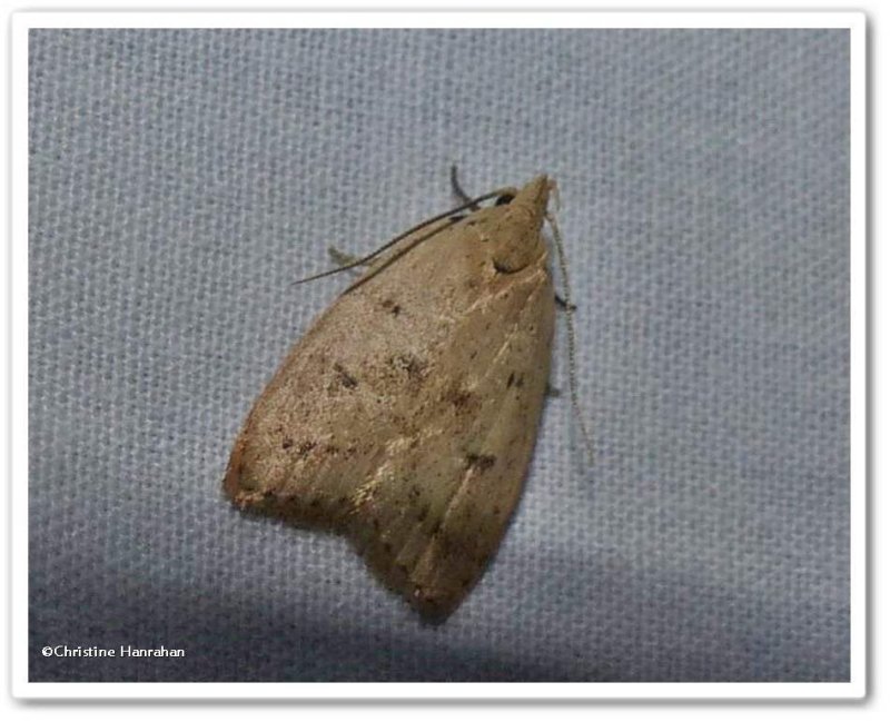Gold-striped leaftier moth  (<em>Machimia tentoriferella</em>), #0951