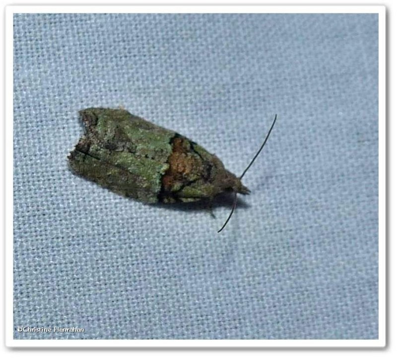 Raspberry leafroller moth (Epinotia medioviridana), #3286