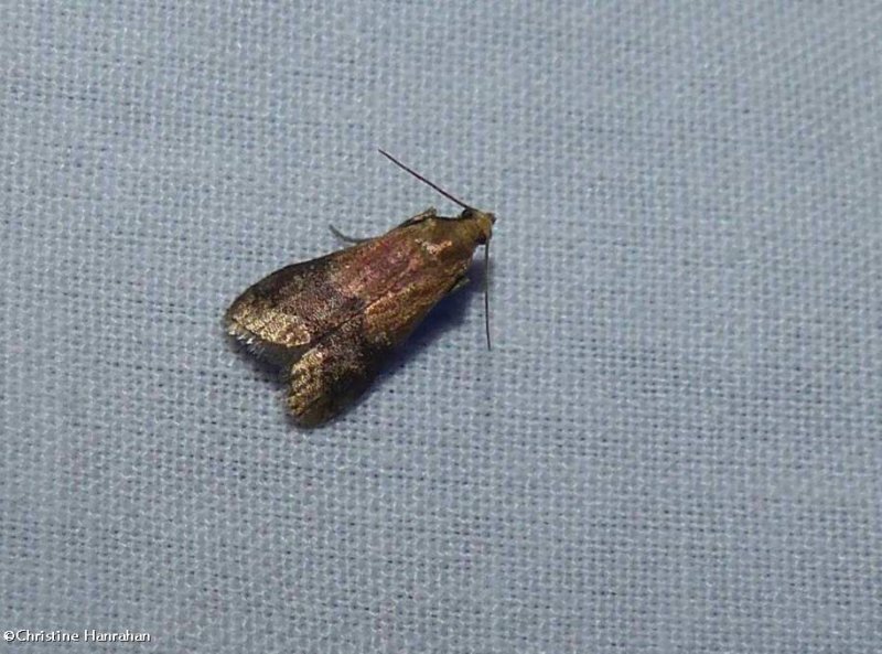 Broad-banded eulogia moth  (Eulogia ochrifrontella), #5999