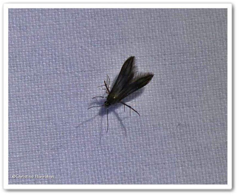 Bristle-legged moth (Schreckensteinia erythriella), #2507 ?