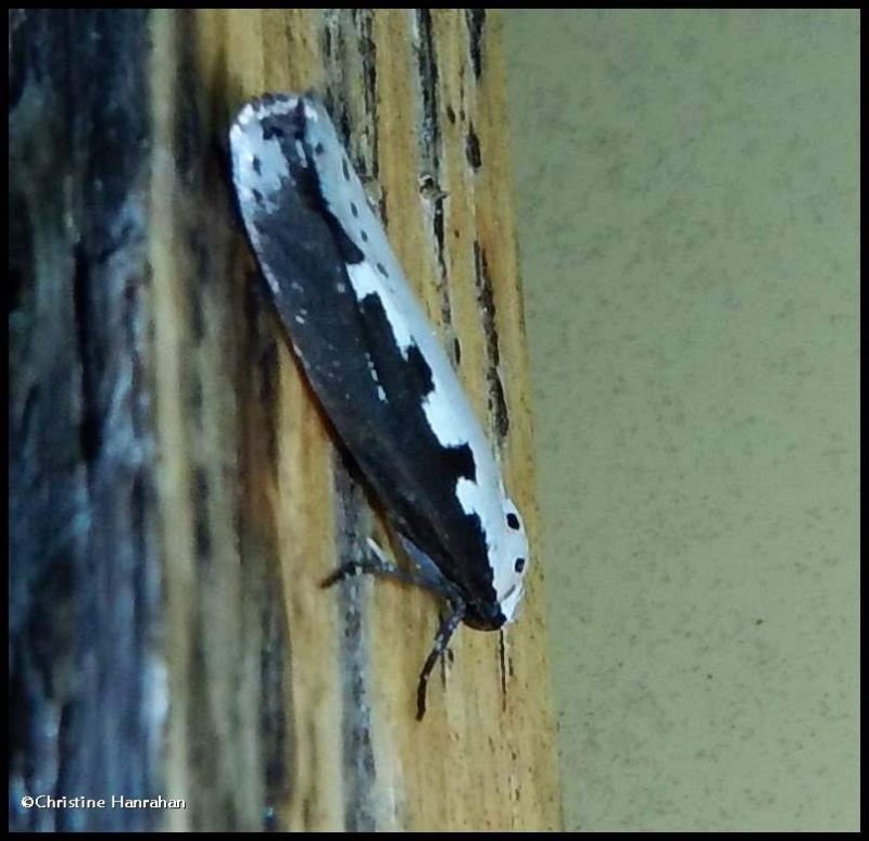 Viper's bugloss moth  (Ethmia bipunctella), #0986
