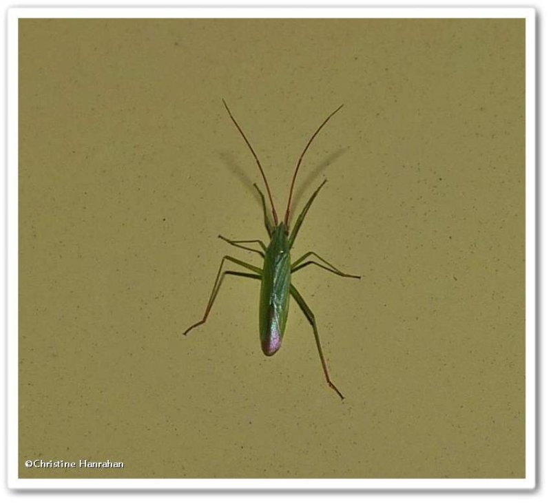 Rice leaf bug  (Trigonotylus caelestialium)