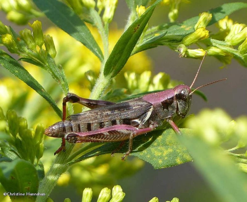 Spur-throated grasshopper (Melanoplus sp.)
