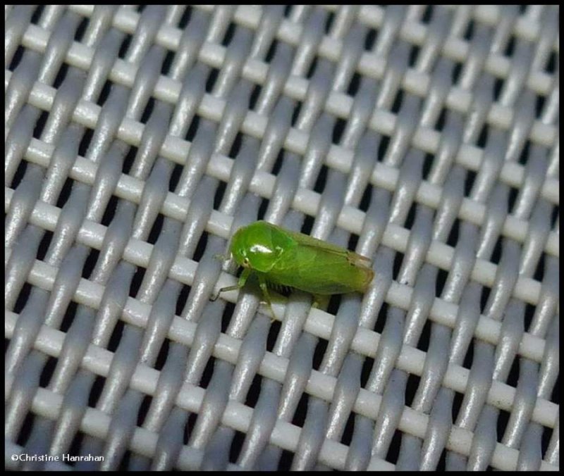 Leafhopper (<em>Stragania alabamensis</em>)