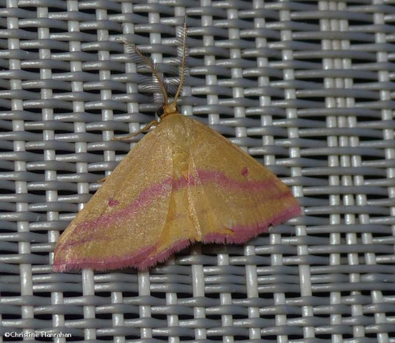 Chickweed geometer moth, male  (Haematopis grataria), #7146