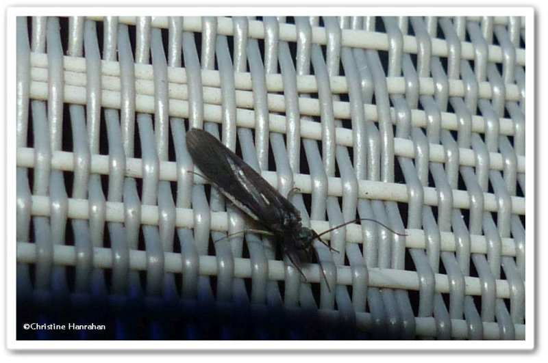 Caddisfly  (Chimarra)
