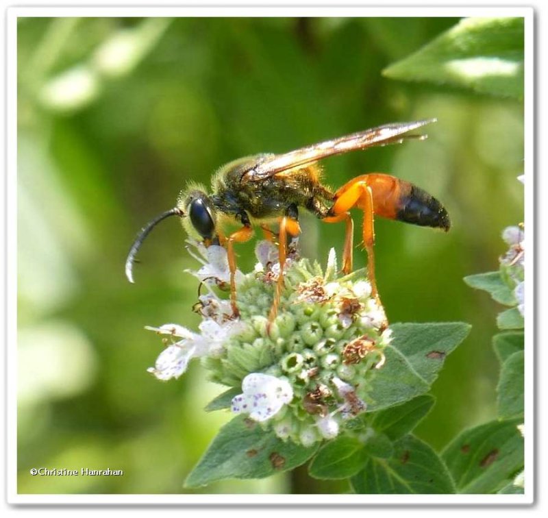 Great golden digger wasp (Sphex ichneumoneus)