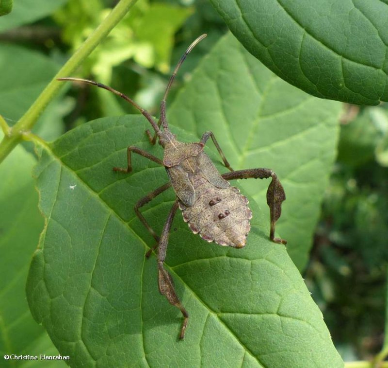 Leaf-footed bug nymph (Acanthocephala terminalis)
