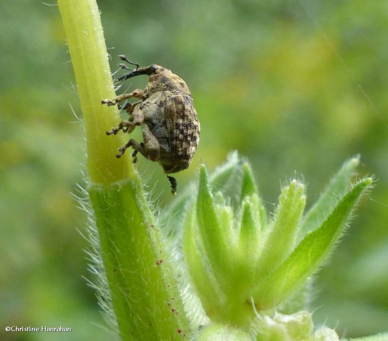 Small weevil, possibly in the subfamily Ceutorhynchinae