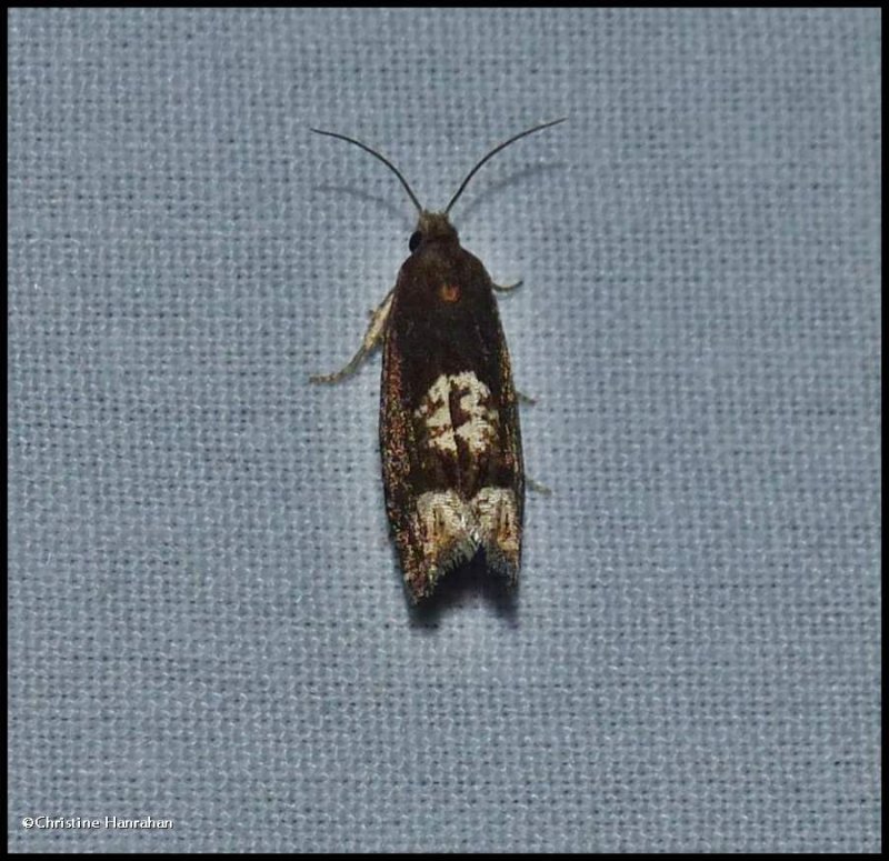 Tortricid moth (Eucosma parmatana), #2937