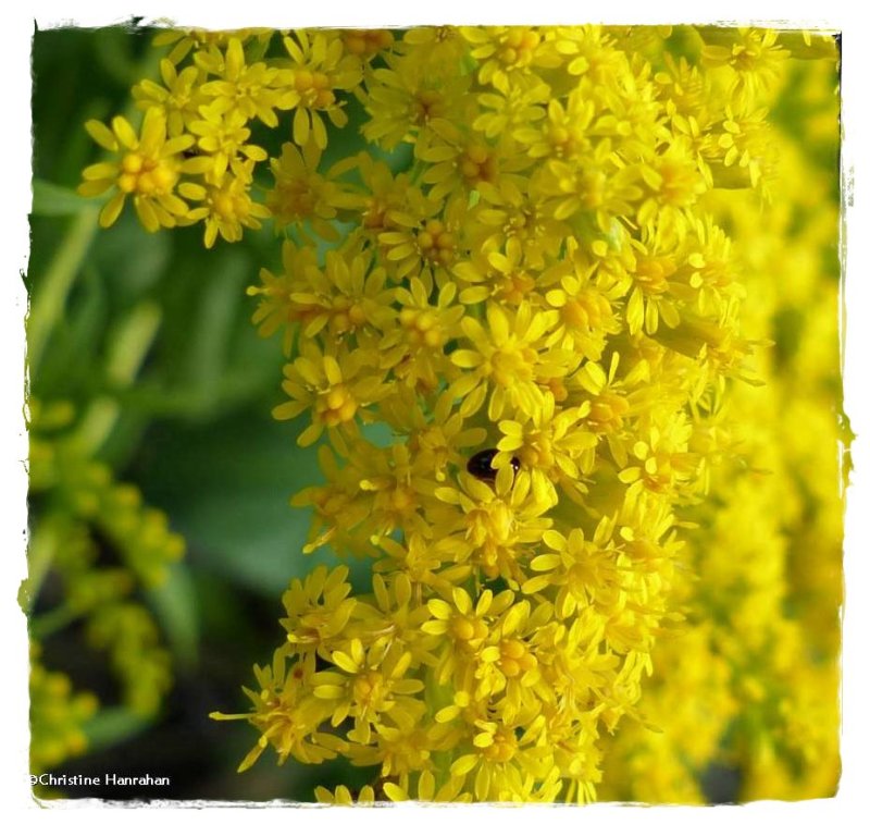 Canada goldenrod (Solidago canadensis)