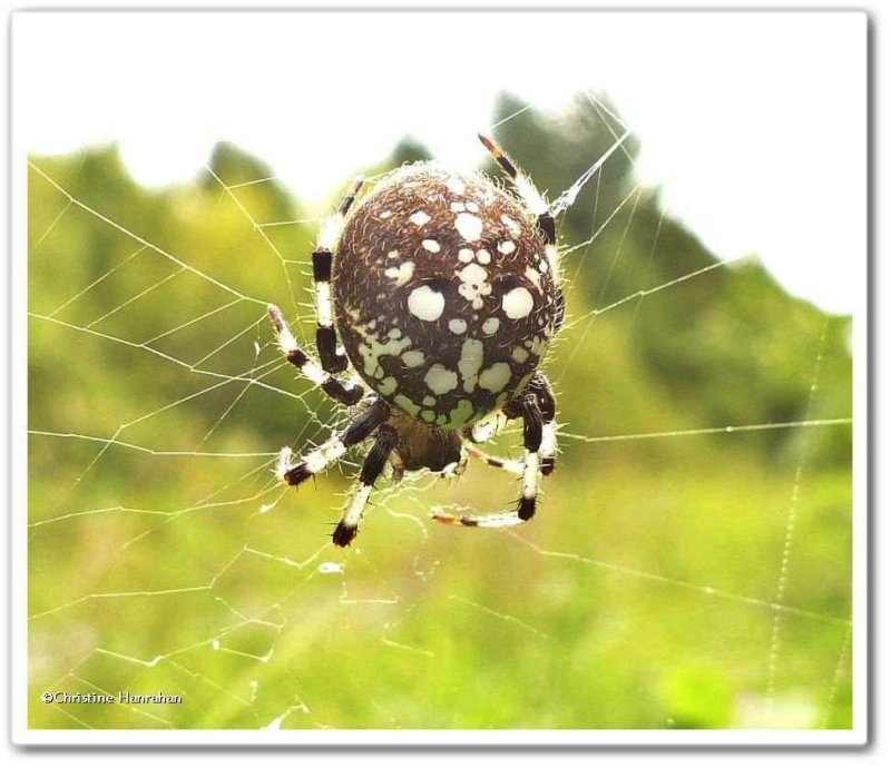 Shamrock orb weaver, female  (Araneus trifolium)