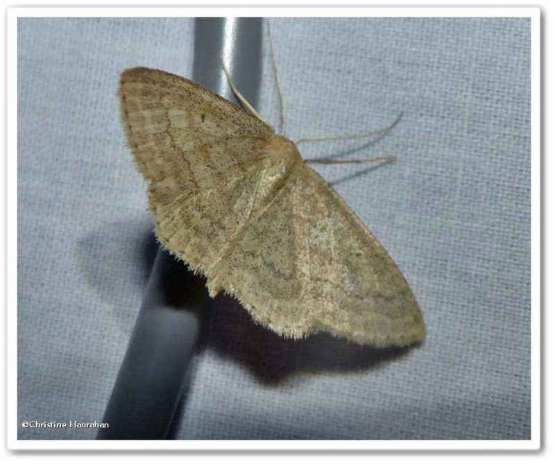 Soft-Lined Wave (Scopula inductata), 7169 or Large lace border?