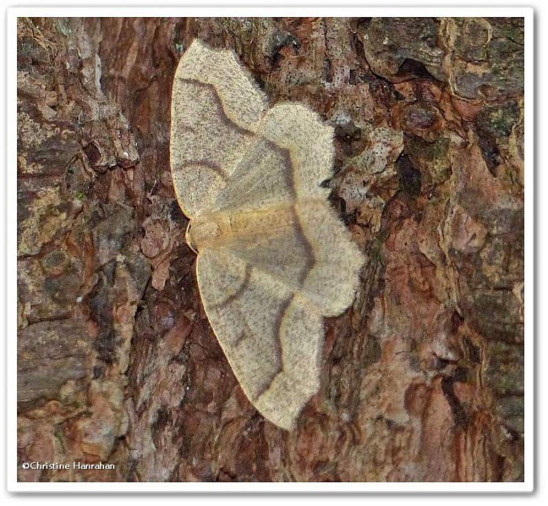 Hemlock looper moth (Lambdina fiscellaria), #6888