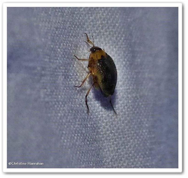 Crawling water beetle (Peltodytes edentulus)