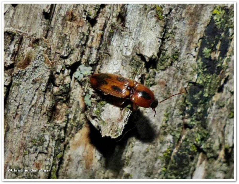 Sweet click beetle (Aeolus mellillus)