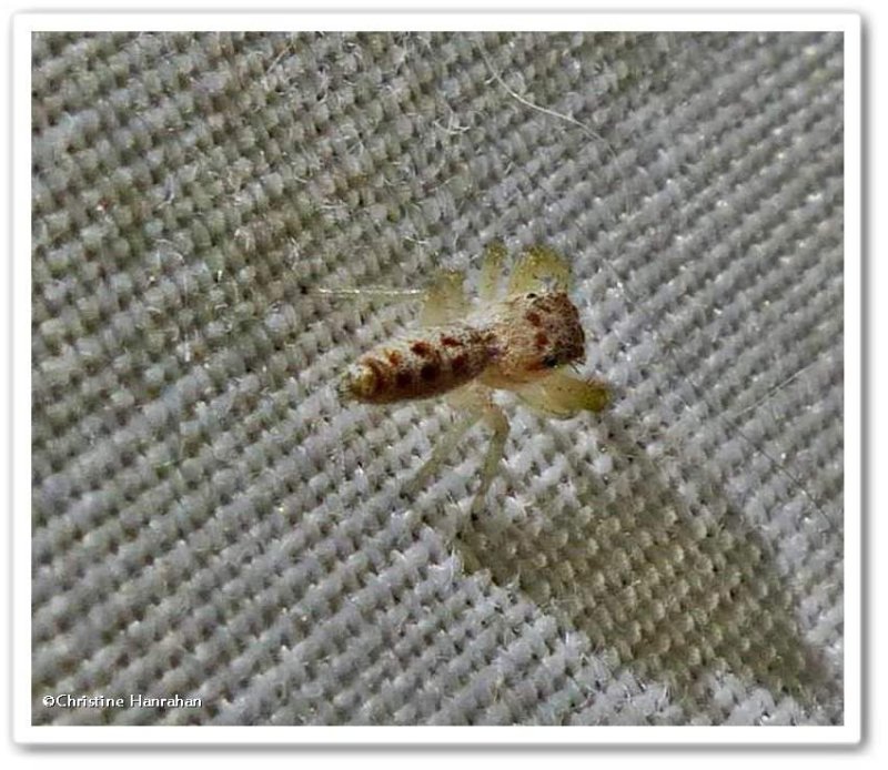 Jumping spider (Hentzia mitrata sp.)