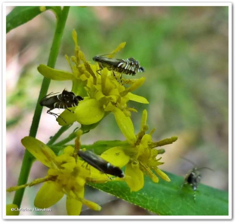 Yellow nutsedge moths (Diploschizia impigritella), #2346