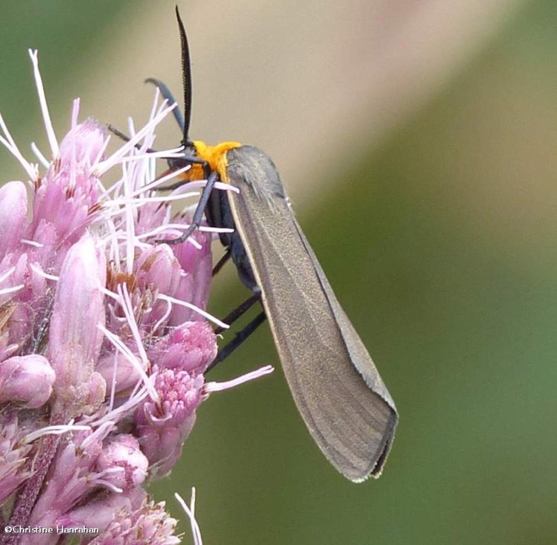 Yellow-collared scape moth  (Cisseps fulvicollis), #8267