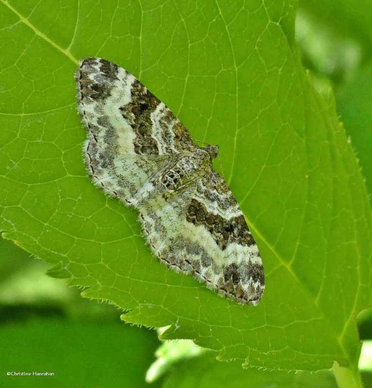 white-banded toothed carpet moth (Epirrhoe alternata), #7394