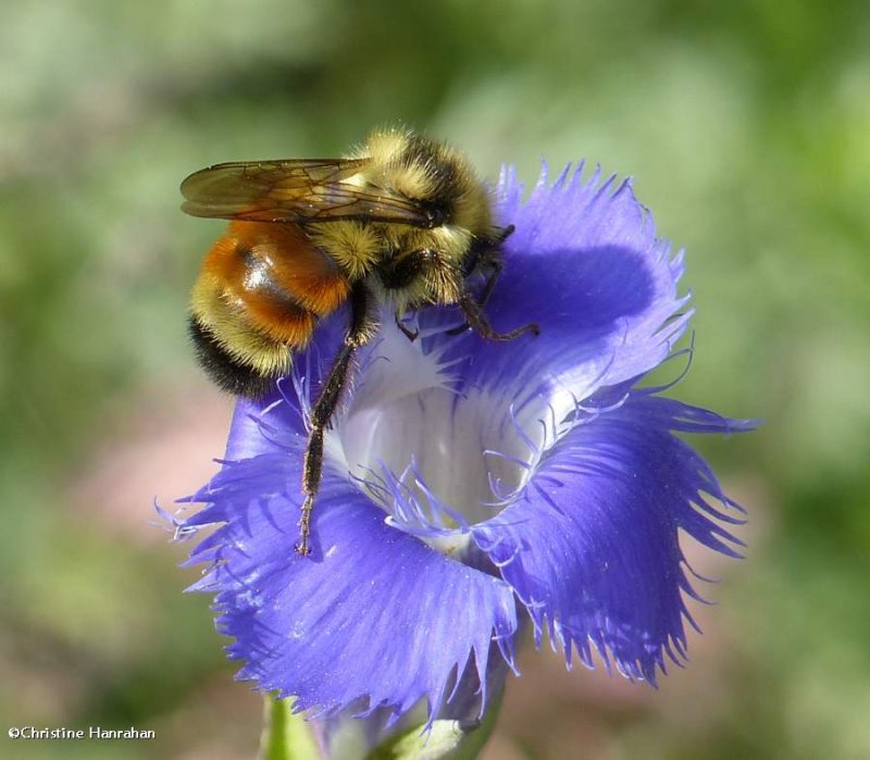 Tricoloured bumble bee (Bombus ternarius)