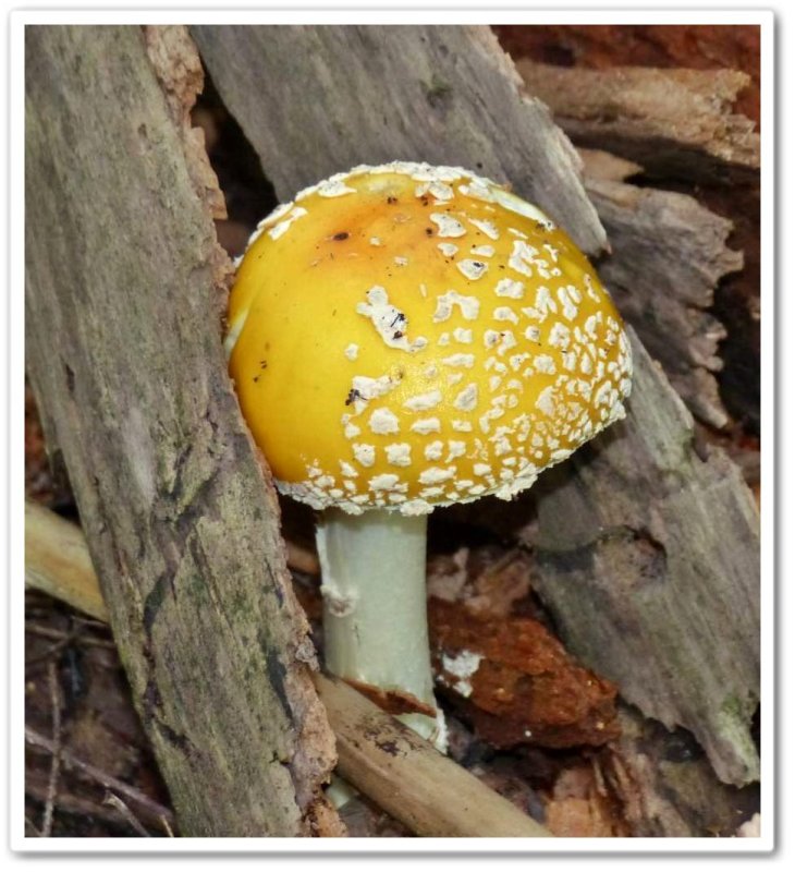 Mushroom (Amanita muscaria)