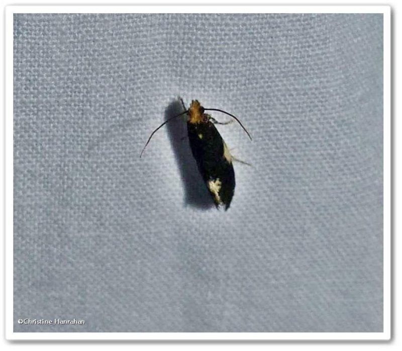 Orange-headed Monopis moth  (Monopis spilotella), #0421