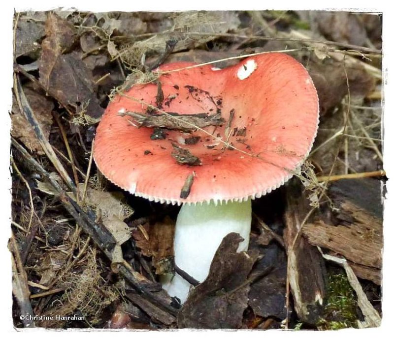 Mushroom (Russula)
