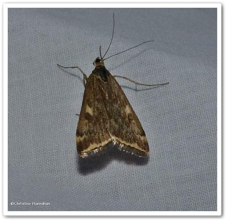 Beet webworm moth (Loxostege munroealis), #5004