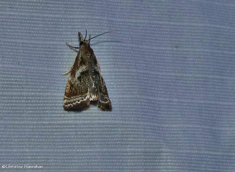 Elegant grass veneer moth (Microcrambus elegans), #5420