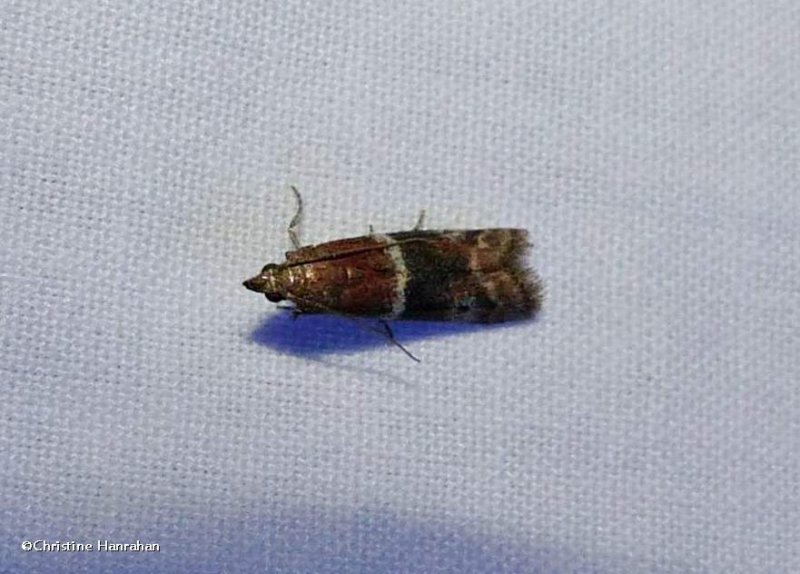 Darker moodna moth (Moodna ostrinella), #6005