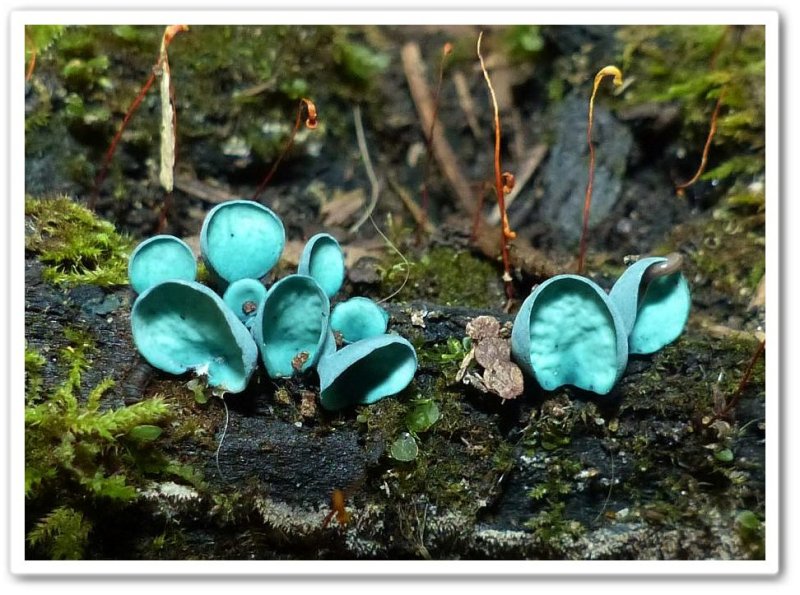 Blue stain fungus (Chlorociboria aeruginascens)