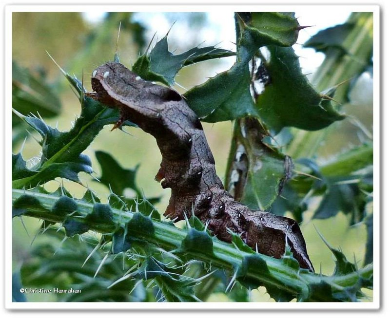 Hitched arches moth caterpillar (Melanchra adjuncta), #10292