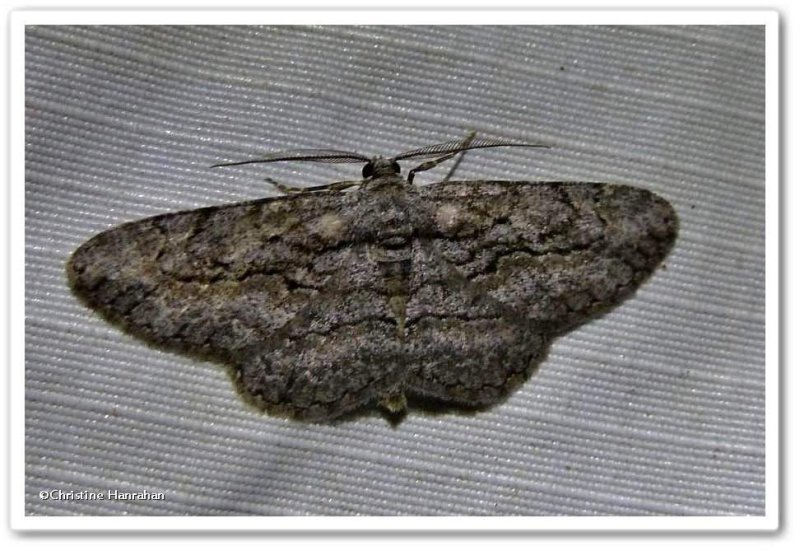 Common gray moth (Anavitrinella pampinaria), #6590