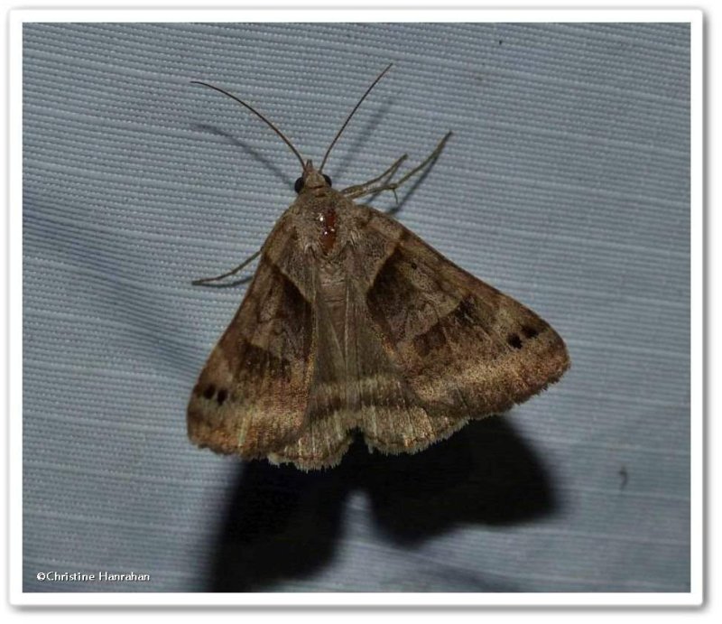 Clover looper moth (Caenurgina crassiuscula), #8738