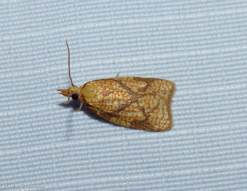 Reticulated fruitworm moth (Cenopis reticulatana), #3720