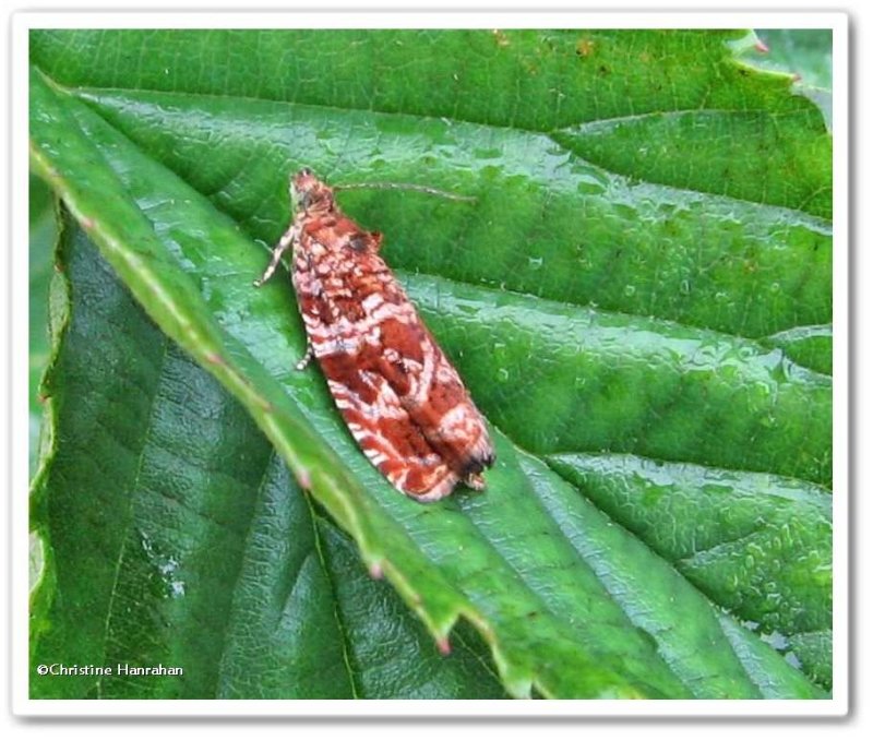 Macrame moth (Phaecasiophora confixana), #2771 ?