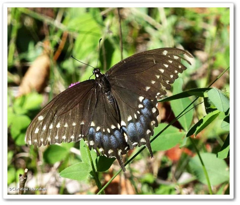 Black swallowtail butterfly, female  (Papilio polyxenes)