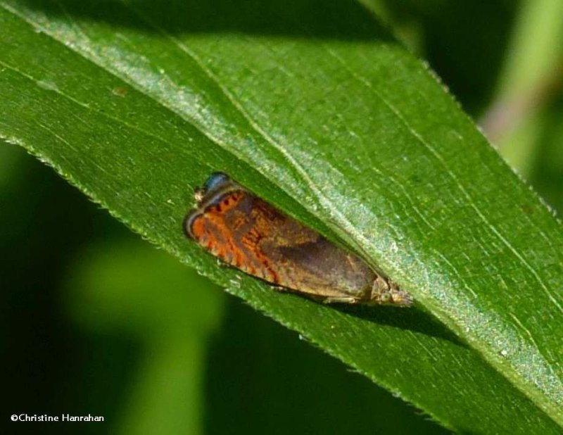 Tortricid moth (Dichrorampha sp.)