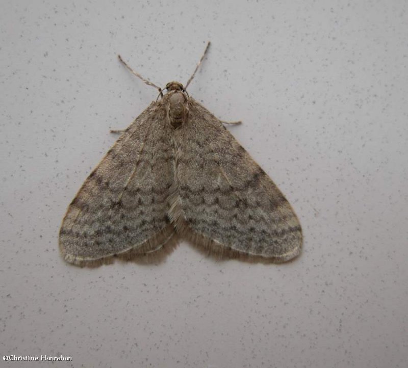 Bruce's spanworm moth  (Operophtera bruceata), #7437