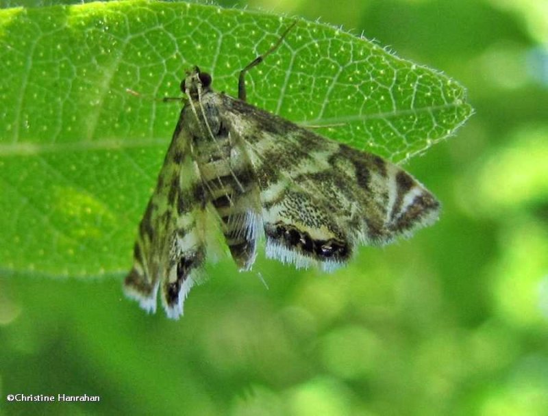 Two-banded petrophila moth (Petrophila bifascialis), #4774